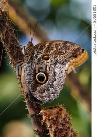 Owl butterfly ,caligo eurilochus. beautiful brown butterfly Owl butterfly ,caligo eurilochus. beautiful brown butterfly 80681803