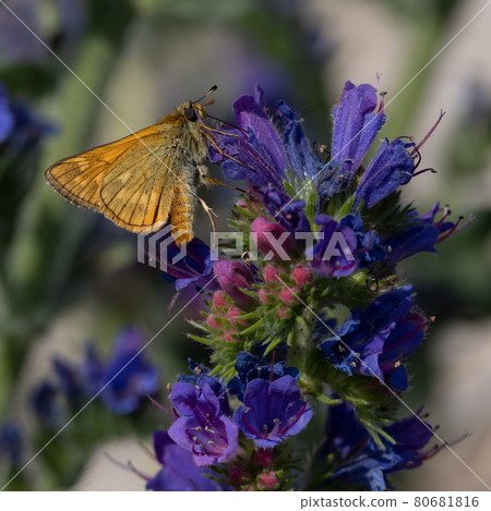 Lulworth skipper, Thymelicus acteon foraging on a flower at a meadow at Munich, Germany 80681816
