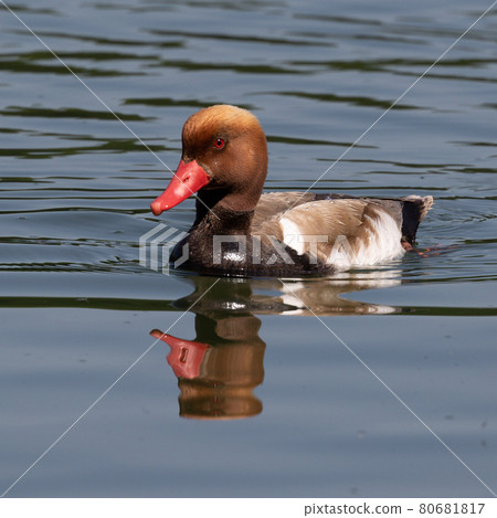 Red-crested Pochard, Netta rufina swimming in a lake at Munich, Germany 80681817