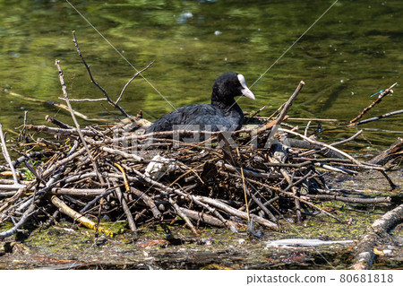The Eurasian coot, Fulica atra sitting on the nest at the Kleinhesseloher Lake at Munich, Germany The Eurasian coot, Fulica atra sitting on the nest at the Kleinhesseloher Lake at Munich, Germany 80681818