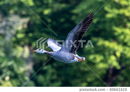 The bar-headed goose, Anser indicus flying over a lake in English Garden in Munich 80681828