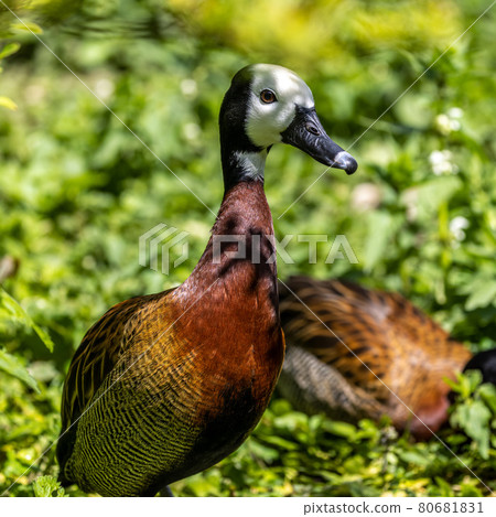 White-faced whistling duck, Dendrocygna viduata. Birds watching 80681831
