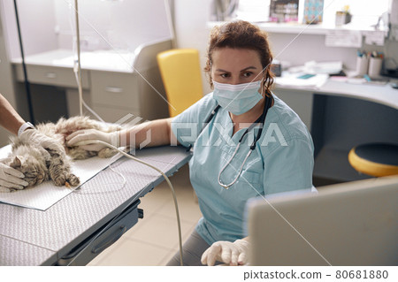 Worried veterinarian performs ultrasound investigation of cat abdomen with assistant in hospital Worried veterinarian performs ultrasound investigation of cat abdomen with assistant in hospital 80681880