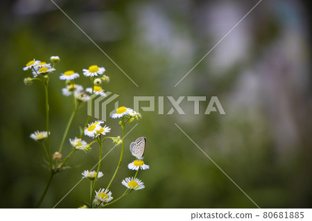 A southern hawk moth sitting on a hawkweed and sucking nectar 80681885