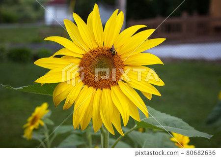 beautiful yellow flower big sunflower with bee beautiful yellow flower big sunflower with bee 80682636
