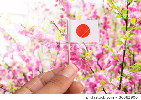Small japan flag in hand on pink flowers background Small japan flag in hand on pink flowers background 80682900