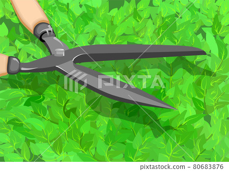 trimming a hedge trimming a hedge 80683876