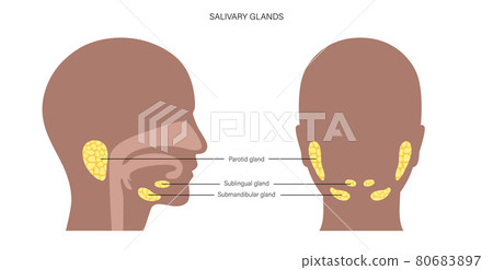 Salivary gland concept 80683897