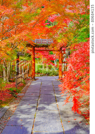 Autumn leaves in the garden of Entsuin, Matsushima, Miyagi Prefecture Autumn leaves in the garden of Entsuin, Matsushima, Miyagi Prefecture 80684135
