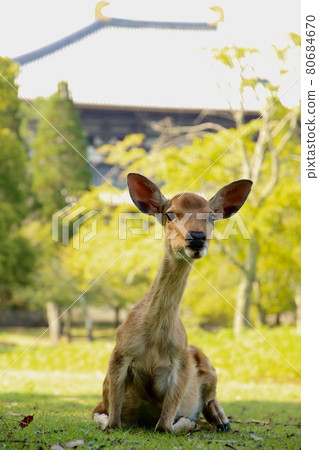 奈良鹿 奈良鹿 80684670