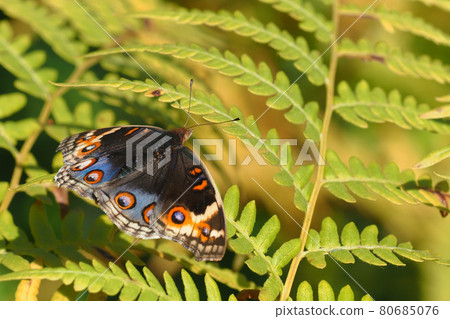 Aoi Tate Harimodoki Aoi Tate Harimodoki 80685076