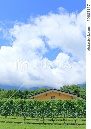釀酒廠葡萄園安曇野夏天 釀酒廠葡萄園安曇野夏天 80685137