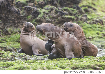 Baby sea lion, Patagonia 80685160