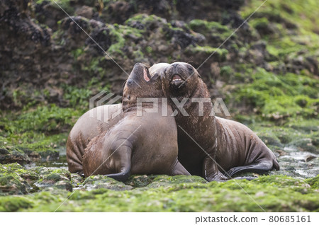 Baby sea lion, Patagonia 80685161