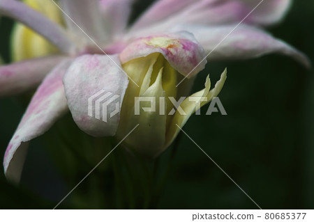 Macro side view of jasmine flowers in full bloom Macro side view of jasmine flowers in full bloom 80685377
