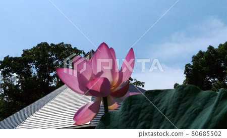 This year's Chiba Park Ogahasu flower viewing 80685502