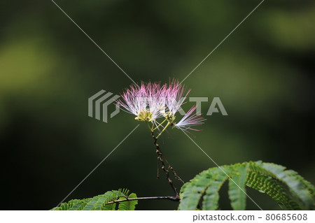 合歡花美麗的粉紅色花朵 80685608