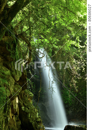 White rattan waterfall [Yabata, Iga City, Mie Prefecture] 80686027
