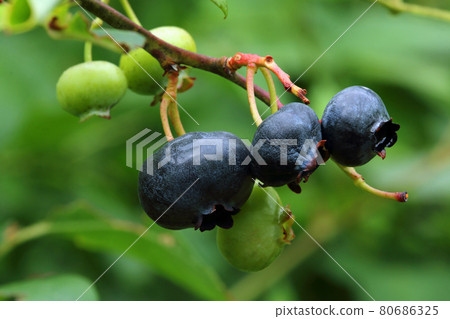 Ripe blueberries, Tadami Town, Fukushima Prefecture Ripe blueberries, Tadami Town, Fukushima Prefecture 80686325