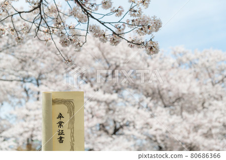 [Graduation image: Sakura in full bloom and diploma] 80686366