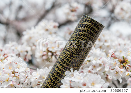 [Graduation image: A cylinder to put the cherry blossoms in full bloom and a diploma] 80686367