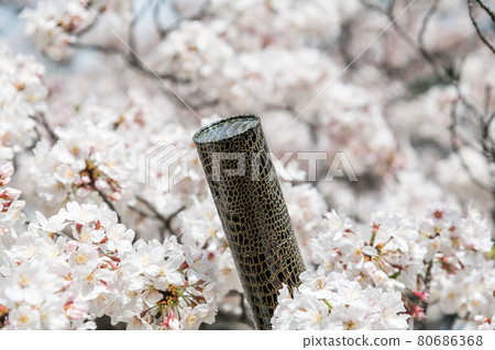 [Graduation image: A cylinder to put the cherry blossoms in full bloom and a diploma] 80686368