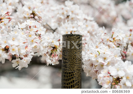 [Graduation image: A cylinder to put the cherry blossoms in full bloom and a diploma] 80686369