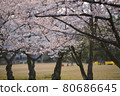 Sakura trees in the park 80686645