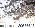 Brunch of cherry blossoming tree 80686648