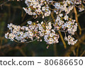 Blossoming sakura tree 80686650