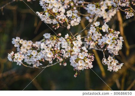 Blossoming sakura tree Blossoming sakura tree 80686650