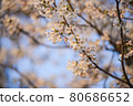 Branches of blossoming cherry tree against blue sky 80686652