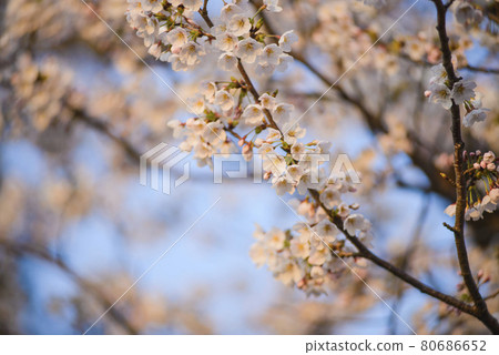 Branches of blossoming cherry tree against blue sky 80686652