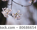 Beautiful sakura trees in the park 80686654