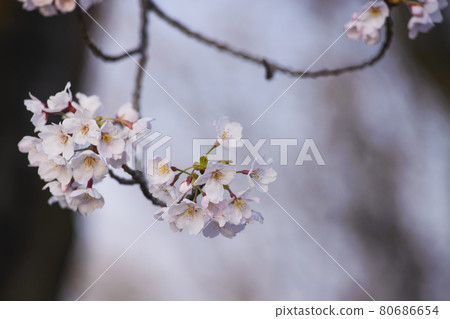Beautiful sakura trees in the park Beautiful sakura trees in the park 80686654