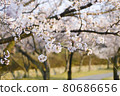 Beautiful sakura trees in the park 80686656