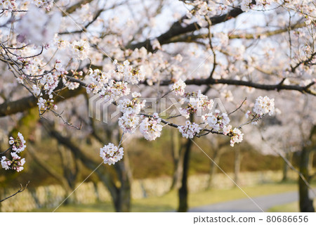 Beautiful sakura trees in the park Beautiful sakura trees in the park 80686656