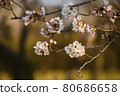 Beautiful sakura shallow focus 80686658