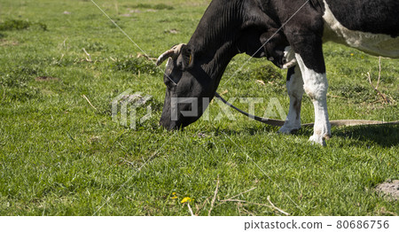 Black and white cow on a summer pasture eats a grass. Black and white cow on a summer pasture eats a grass. 80686756