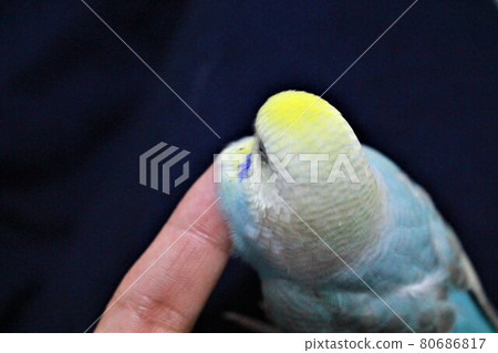 虎皮鸚鵡看起來不錯 虎皮鸚鵡看起來不錯 80686817