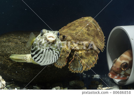 White-spotted puffer fish, puffer fish, grouper, elephant shrimp, shrimp White-spotted puffer fish, puffer fish, grouper, elephant shrimp, shrimp 80686858