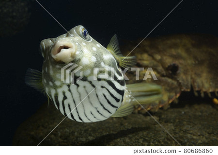 White-spotted puffer fish, puffer fish, elephant shrimp, shrimp White-spotted puffer fish, puffer fish, elephant shrimp, shrimp 80686860