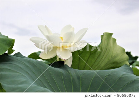White lotus flowers are blooming toward the sky White lotus flowers are blooming toward the sky 80686872