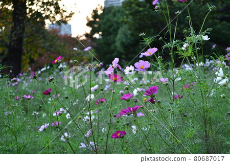 Cosmos field in the evening 80687017