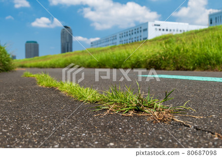 埼玉縣川口市的夏日風景 荒川河床八月 埼玉縣川口市的夏日風景 荒川河床八月 80687098