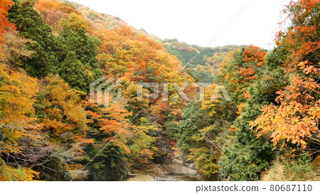 Kanonagawa河的秋葉 Kanonagawa河的秋葉 80687110