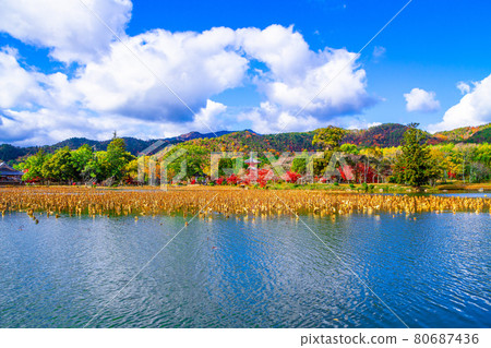 大澤池和大覺寺的秋葉 大澤池和大覺寺的秋葉 80687436