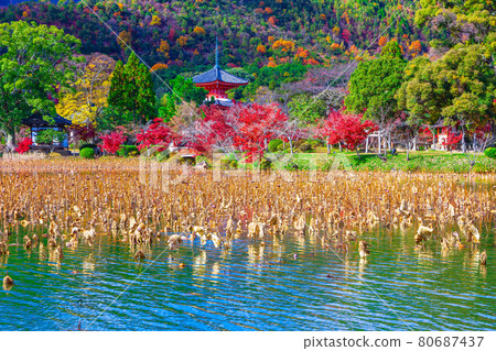 Daikoku-ji的心臟塔和秋葉 Daikoku-ji的心臟塔和秋葉 80687437