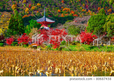Daikoku-ji的心臟塔和秋葉 Daikoku-ji的心臟塔和秋葉 80687438