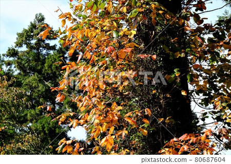 常春藤紅葉[相模原市築井市11月] 80687604